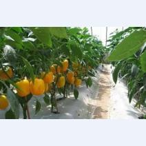 菌肥，你用對(duì)了嗎？